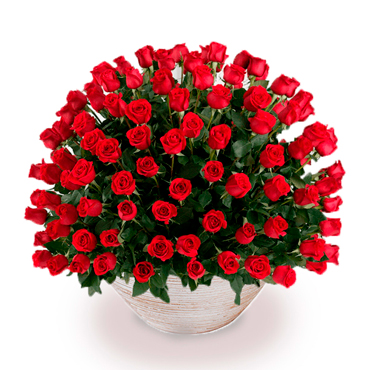 Enamorado de Rosas
