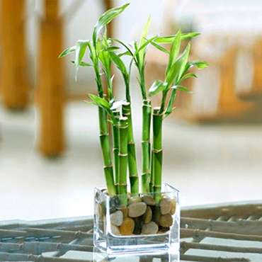 Bamboo de la Suerte