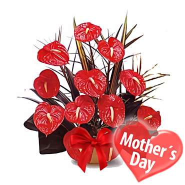 Mom`s Anthuriums