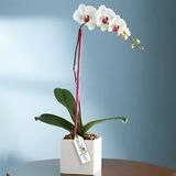 Envia Orquídeas a San Luis Potosi San Luis Potosi | Flores San Luis Potosi-San  Luis Potosi | Premium Florist