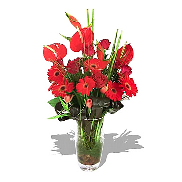 Enamorado de Rosas