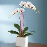 Envia Orquídeas a Estados Unidos | Flores USA | Premium Florist