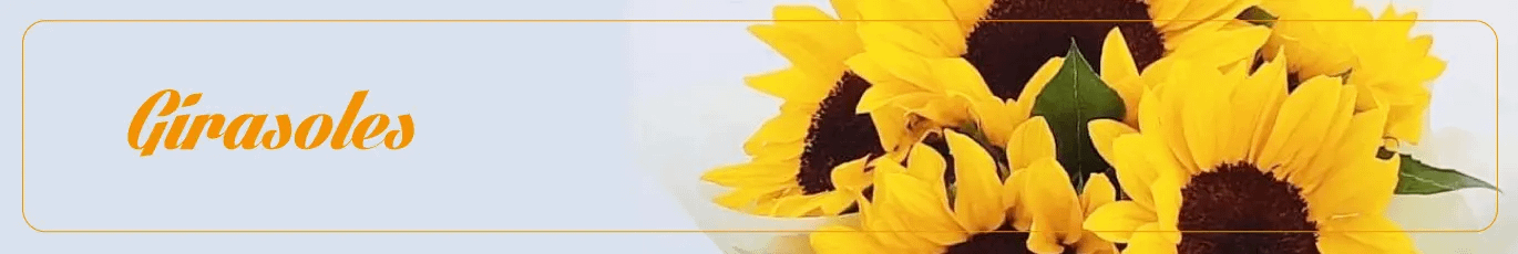 Envia Girasoles a Culiacan Sinaloa | Flores Culiacan-Sinaloa | Premium  Florist