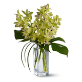 Envia Orquídeas a Santo Domingo | Flores Santo Domingo | Premium Florist
