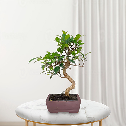 bonsai kirschbaum Syzygium main image 1