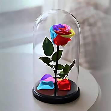 Eternal Multicolored Rose
