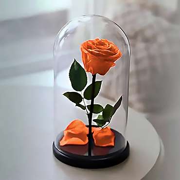 Eternal Orange Rose