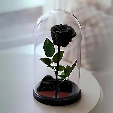 Flowers to Barranquilla Colombia Eternal Black Rose