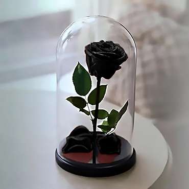Eternal Black Rose