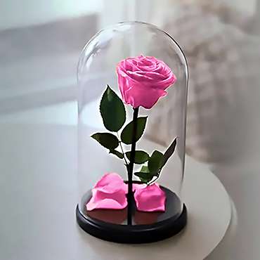Eternal Pink Rose