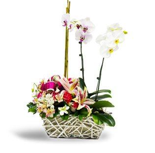 Lilies & Orchids